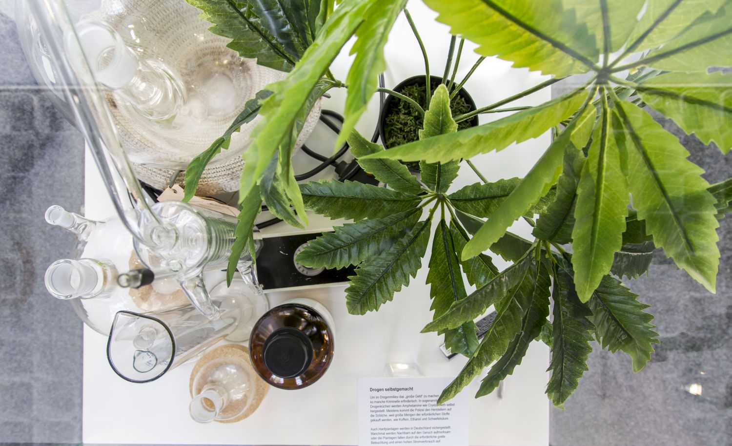 Cannabis Hanfpflanze