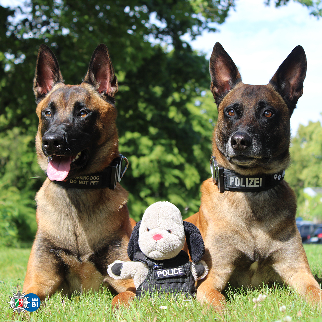 Two service dogs with a cuddly dog