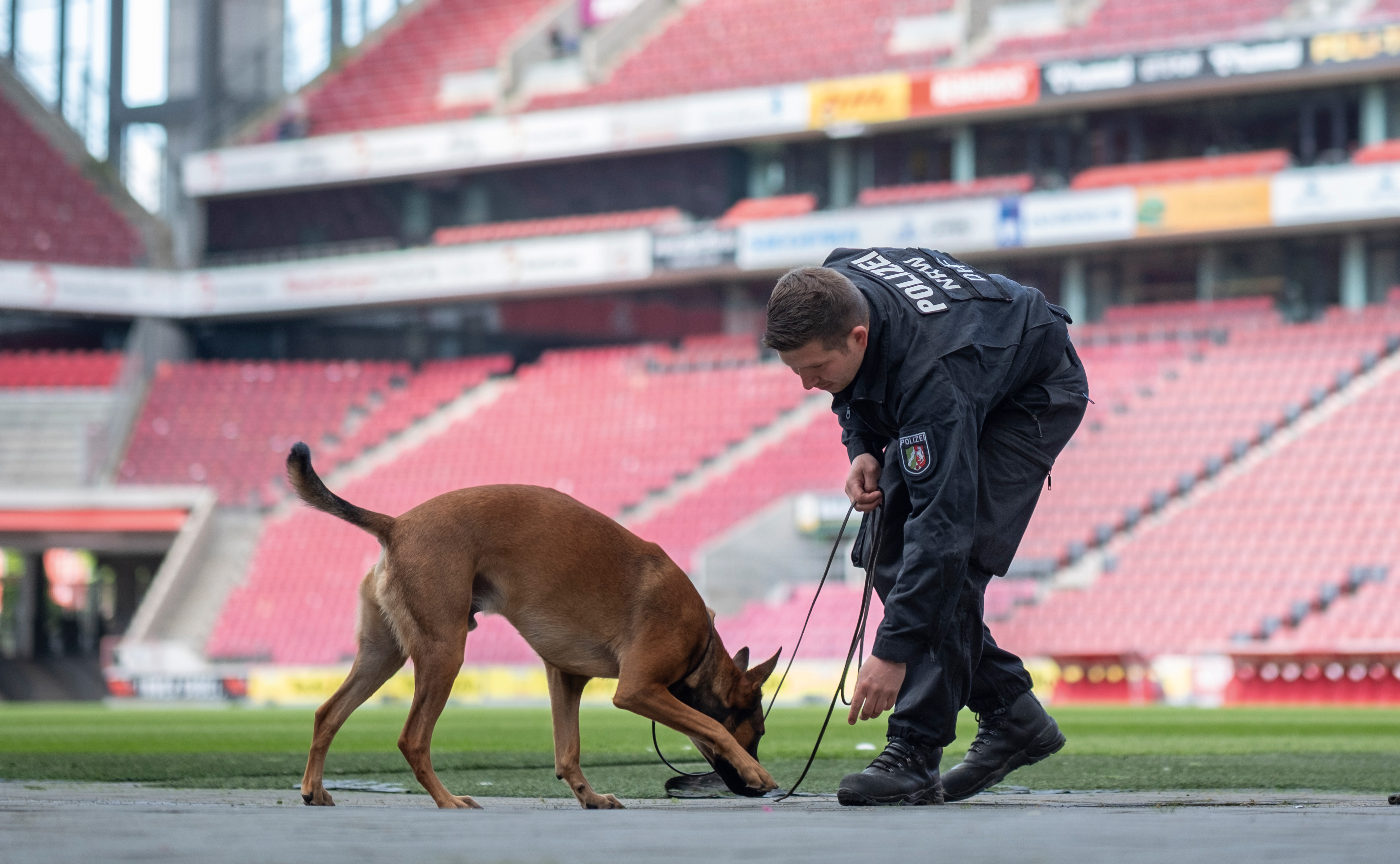 Polizeioberkommissar Pascal M. macht mir Sprengstoffspürhund Loki eine Übung im RheinEnergieStadion. Sie befinden sich auf dem Fußballfeld. Loki erschnüffelt etwas auf dem Boden.