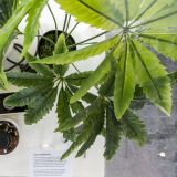 Cannabis Hanfpflanze