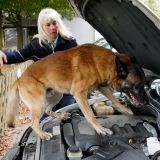 Diensthund sucht im Motorraum eines PKW