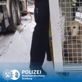 Hund von Schiff gerettet