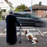 Seniorin mit Hund und Rollator an Zebrastreifen