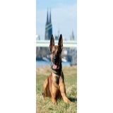 Polizeihund Loki 