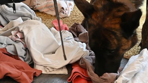 Datenspeicherspürhund beim Training