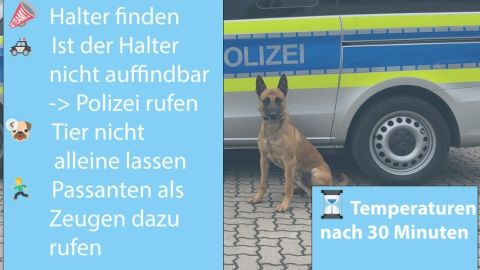 Hinweise zum Umgang mit Kindern und Tieren bei sommerlicher Hitze in Fahrzeugen