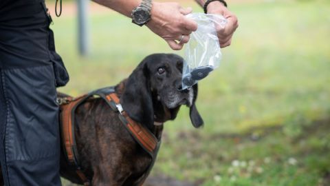 Wolfgang Fischer puts a bag over Miss Ellie's nose containing a car key held by a wanted person. The 11-year-old dog is then asked to follow the scent trail.