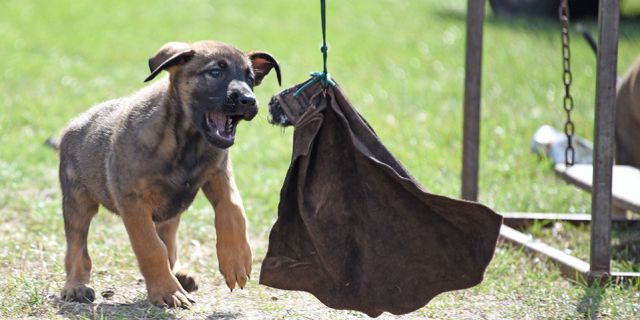 Früh übt sich - Der Welpe "Malinois Marie" auf dem NRW-Tag 2018