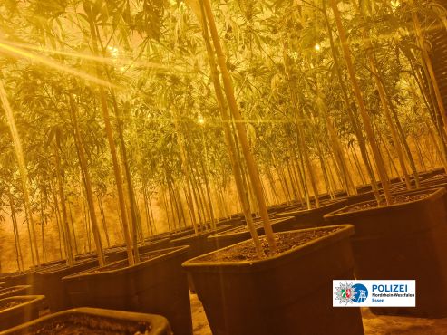Cannabis Plantage mit Pflanzen in Töpfen