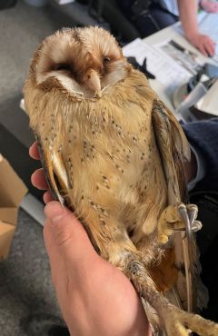 Eine auf dem Rücken in einer Hand liegende junge Schleiereule.