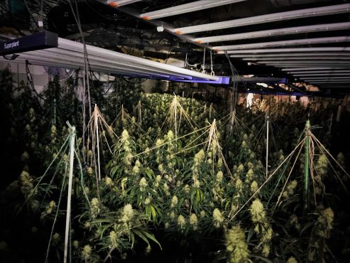 Cannabisplantage