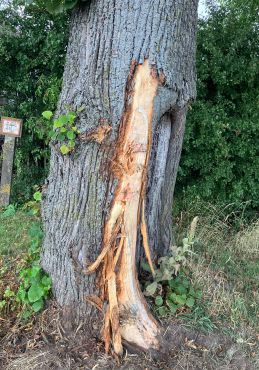 der Straßenbaum, im Grünstreifen, wurde im unteren Bereich beschädigt