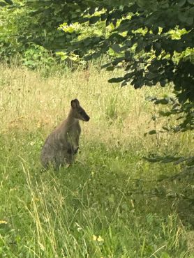 Ein ausgebüxtes Känguru sitzt im Gras. Es überraschte heute Morgen die Autofahrer unterhalb vom Großendrescheid in Altena. 
