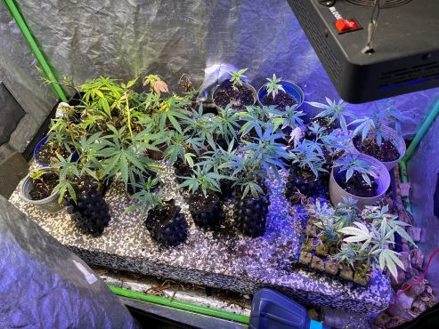 Cannabis-Aufzuchtstation Eifgenweg innen