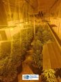 Cannabis Plantage mit Pflanzen