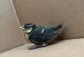 Vogelküken 2