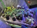 Cannabis-Aufzuchtstation Eifgenweg innen
