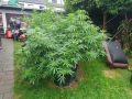 Cannabis-Plantage Eifgenweg außen