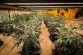 Bild zeigt eine Cannabisplantage